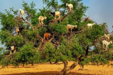 Поездка к козлам на деревьях из Агадира.